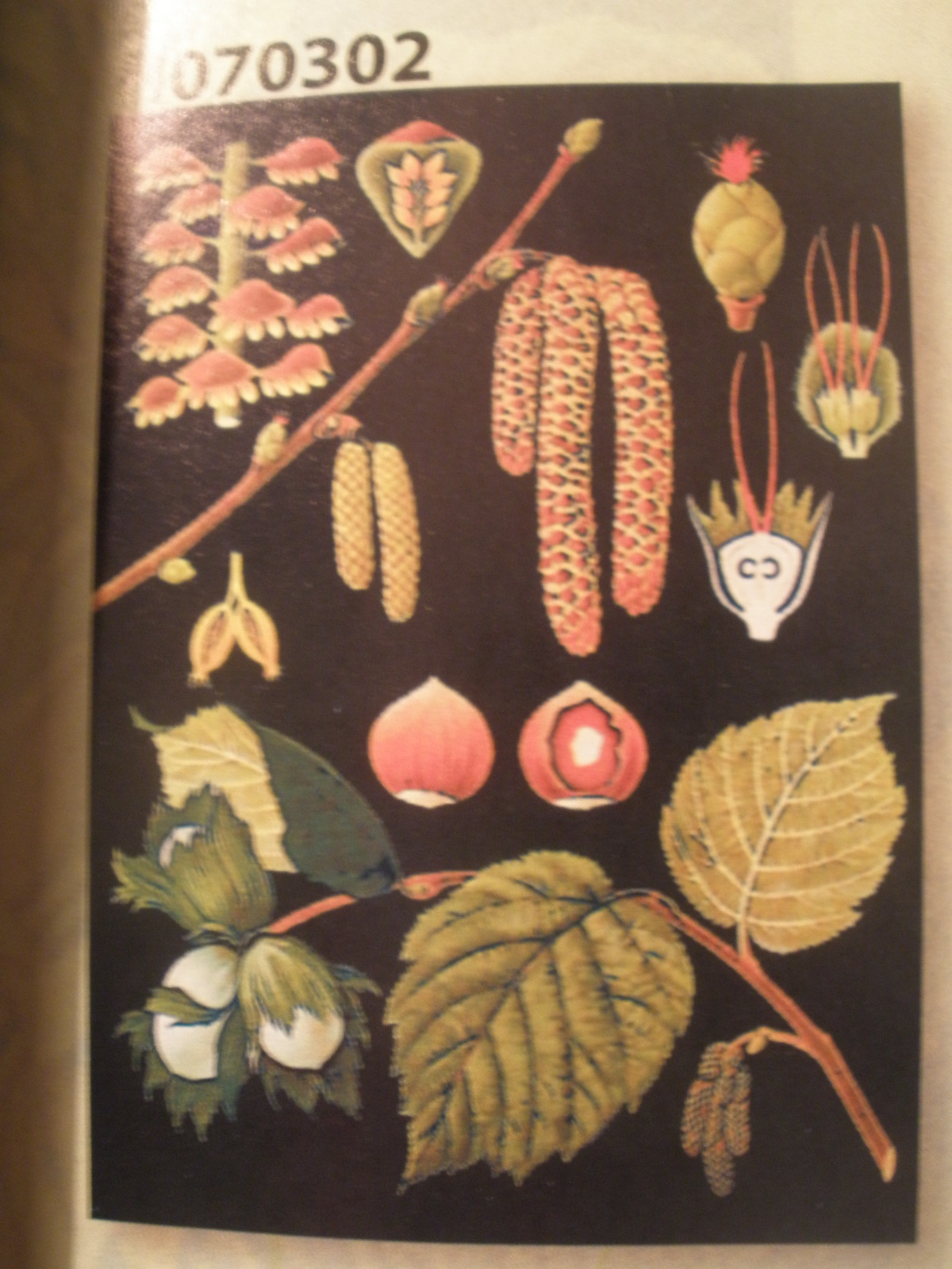 Lieska obyčajná, botanická nástenná tabula