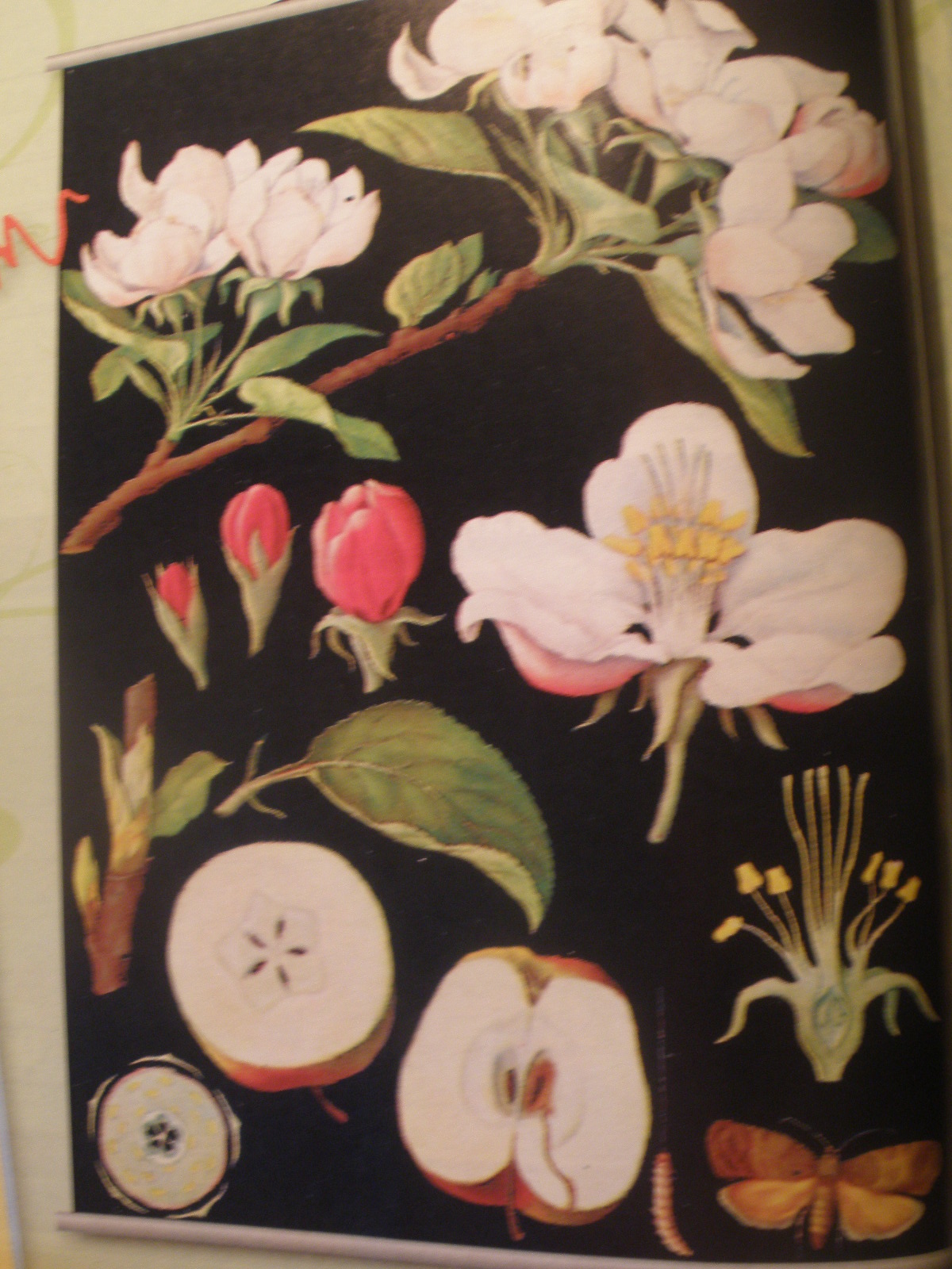 Jabloň, botanická nástenná tabula