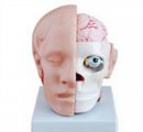 Rozoberateľný model hlavy s mozgom M-318B