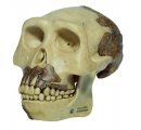 Homo erectus lebka - verná rekonštrukcia