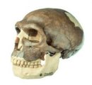 Homo neanderthalensins lebka - verná rekonštrukcia