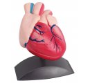 Model srdca, 2 častí, na stojane