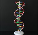 DNA dvojity helix