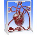 Model srdca s pumpou, funkčný model