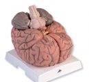 VH409 - Veľký model mozgu, 2,5-krát zväčšený, 14 častí