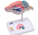 C29 - Anatómia mozgu krysy pre porovnanie