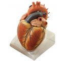 Model srdca - vysoká kvalita