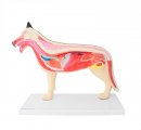Anatomické torzo psa (Rozoberateľné)