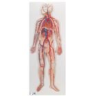 Obehový systém - model krvného obehu
