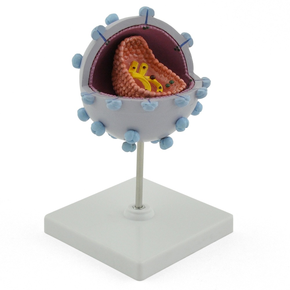 Model vírusu HIV