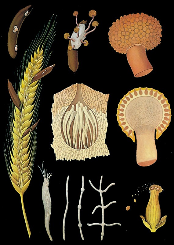 Raž - semeno, botanická nástenná tabula