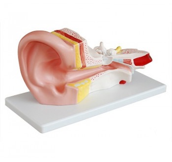 Zväčšený model stredného ucha