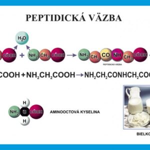 Peptidická väzba