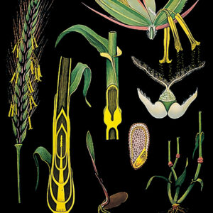 raž, botanická nástenná tabuľa