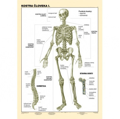 kostra-cloveka-I.diel
