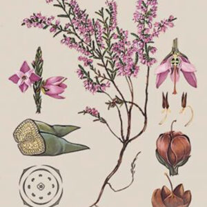 Vresovcovité rastliny